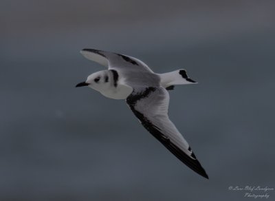 15102023-15102023-_58A5633-Redigera Tretåigmås.