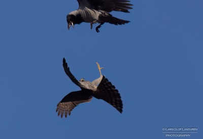 _58A6004-Redigera Sparvhök och kråkan är lite ovänner.