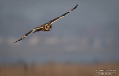 _58A3677-Redigera Jorduggla