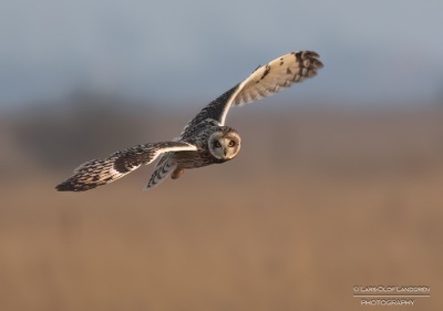 _58A3738-2-Redigera-3 Jorduggla