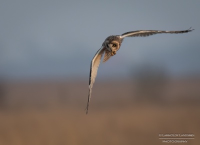 _58A3745-2-Redigera-2 Jorduggla