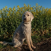 25042020-25042020-DSC03555