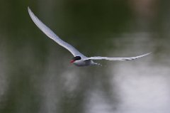 24062021-8C8A7927-Redigera