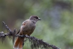 29062021-8C8A9037-Redigera