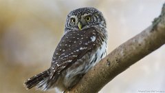 IMG_3370_1