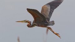 IMG_6734