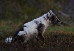 MAR_48301601