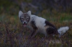 MAR_48551600