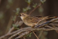 MAR_69561600